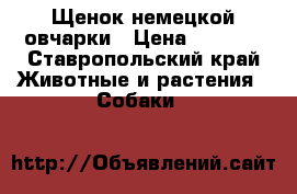 Щенок немецкой овчарки › Цена ­ 7 500 - Ставропольский край Животные и растения » Собаки   